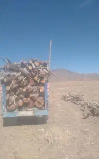 خریدار چوب بالاترین قیمت