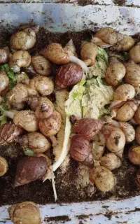 حلزون اچاتینا پرورشی با بالاترین کیفیت ممکن