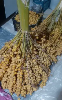 فروش برحی