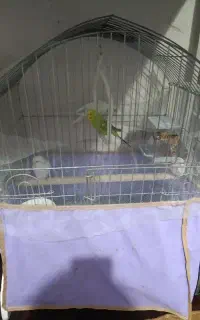 معاوضه قفس طوطی با قفس مرغ عشق