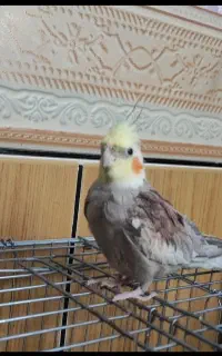 یک عدد عروس هلندی گم شده