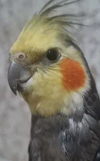 گمشده