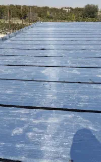 ایزوگام . پرویز