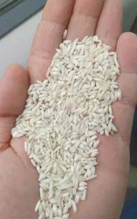 برنج محلی و طارم استان گیلان