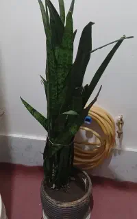 گل سانسوریا