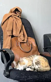 واگذاری گربه