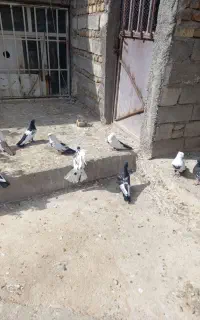 کبوتر فروشی و معاوضه