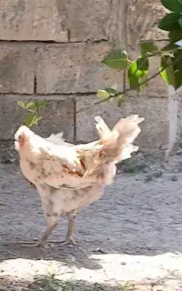 جوجه