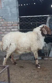 2 راس قوچ فرشی
