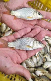 انواع ماهی گرمابی کپور فیتوفاک بیگهد