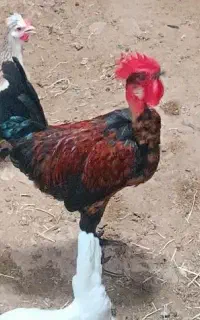 فروش خروس محلی گردن لخت اصل جوان زیر یکسال