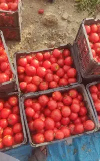 گوجه ربی درجه یک