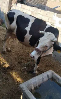گاو