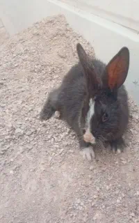 خرگوش خانگی