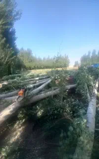 خرید چوب