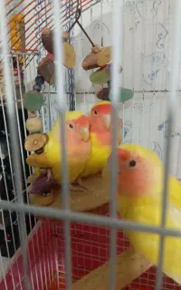 یک جفت طوطی برزیلی