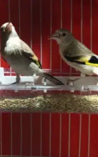 جوجه سهره کرمونی