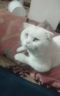 گربه نر