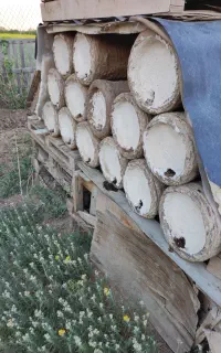 کندوی زنبور