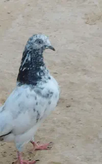 پاکستانی