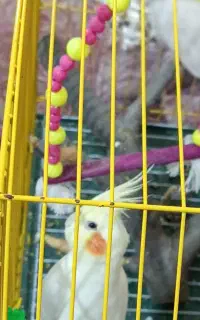 یک جفت عروس هلندی