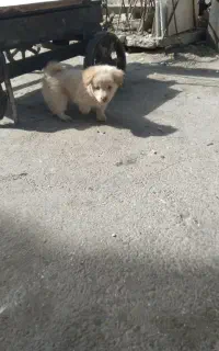 سگ پامر