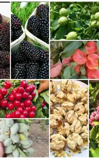 مهندسی ومشاوره مشکلات  کشاورزی وباغداری