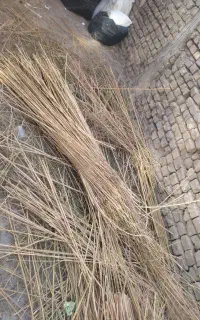 نان خشک کوسفندی