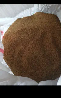 بذر یونجه