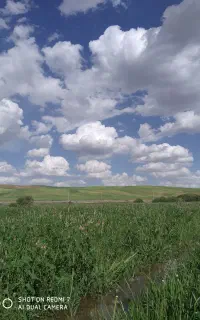 همه گیاه