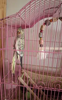عروس هلندی نر