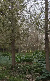 خرید باغ چوب و درخت