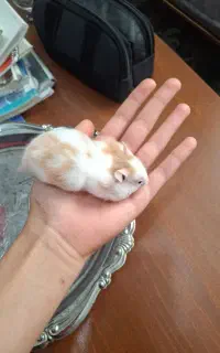 یک همستر زیبا