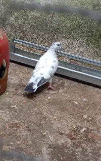 دوتا کبوتر ماده اماده