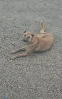 توله نر دورگه