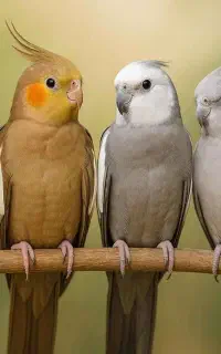 عروس هلندی پیدا شده