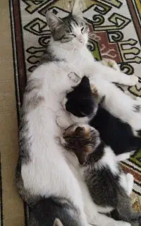 واگذاری گربه و بچه گربه