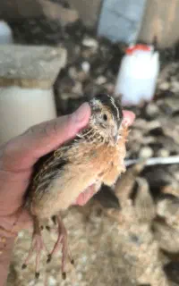 بلدرچین بالغ جوان تعداد