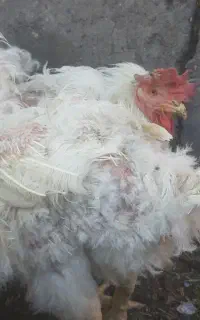 خروس  فوق سنگین