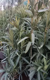 گل خرزره موجود است