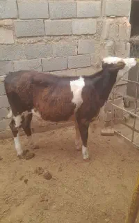 گوساله ماده