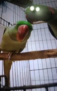 طوطی گمشده
