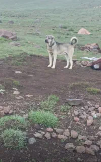 سگ سرابی ۲۲ماهه