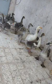 جوجه غاز و قو غاز