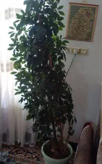 گل شفلرا