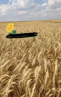 گندم طبیعی متن پایین بخون