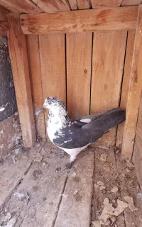 گمشده