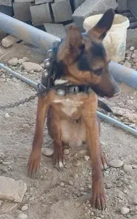 واگذاری سگ ژرمن وورک اصیل