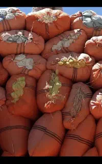 کاه فروش ۵۰شلیف