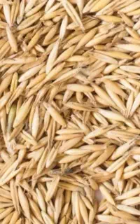 جوخشک تمیز